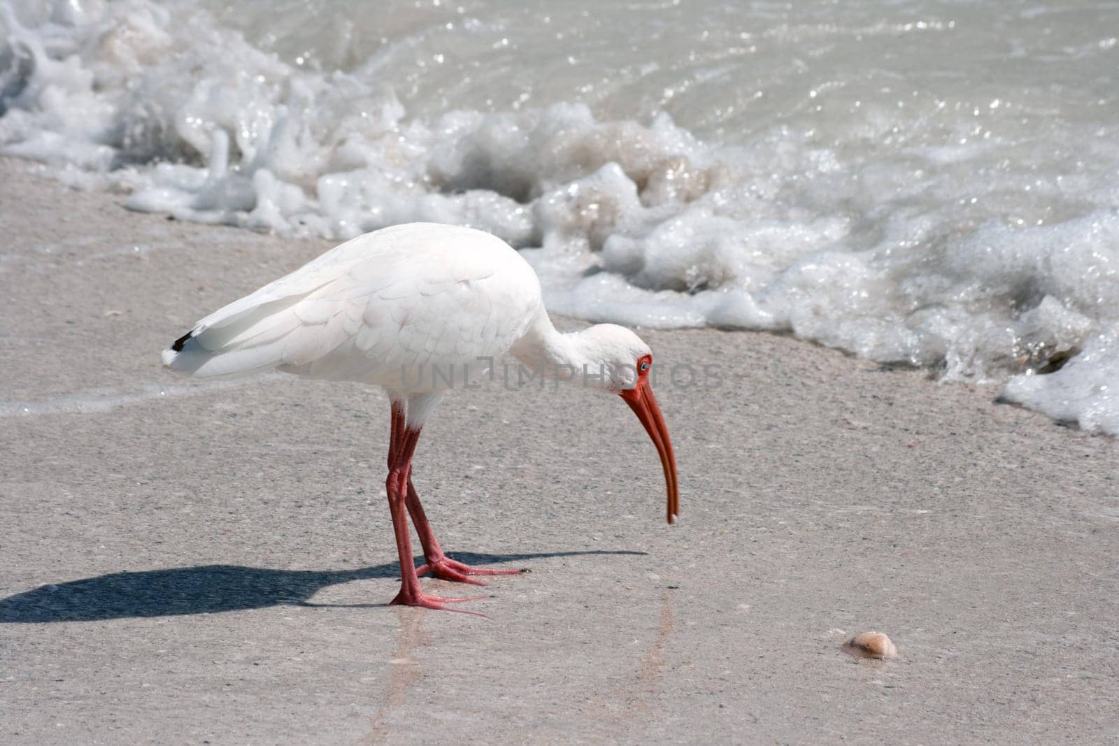 Snow Sickle White Ibis