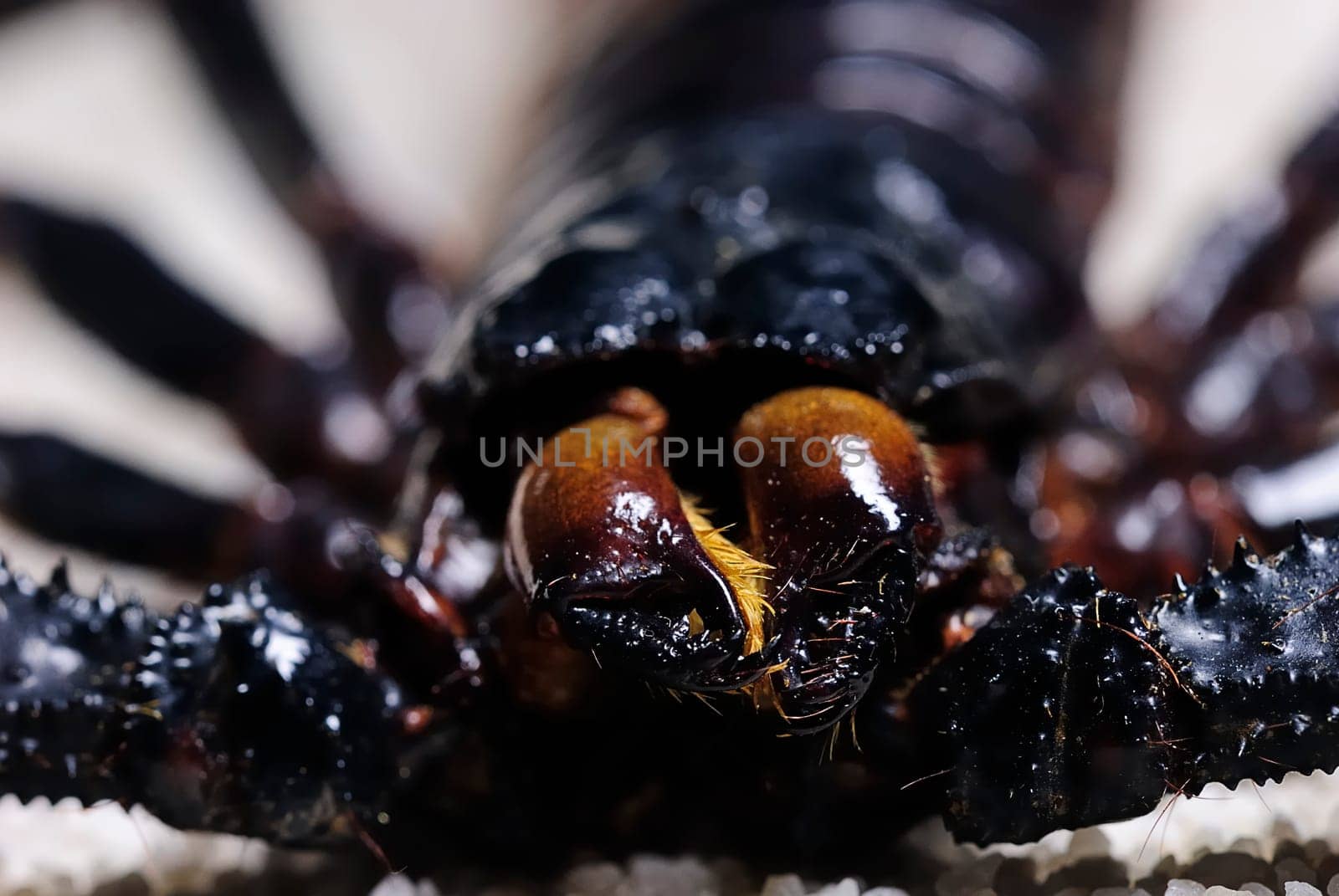 head