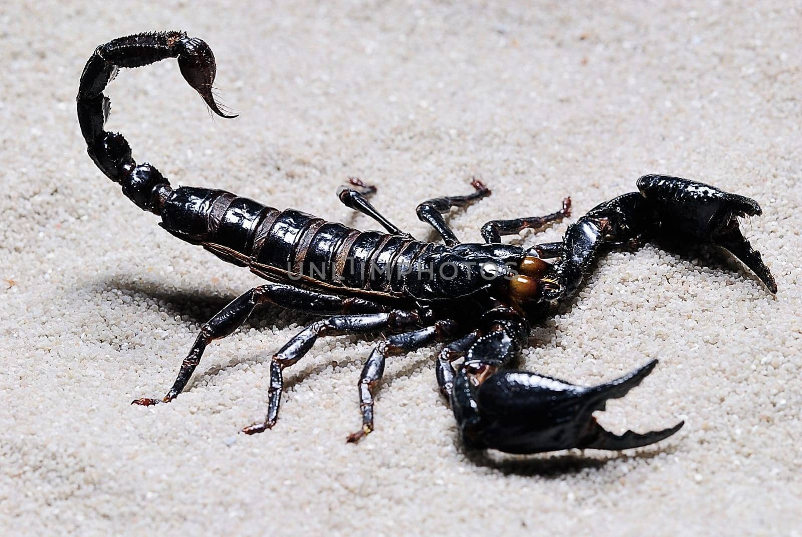 Scorpio 2