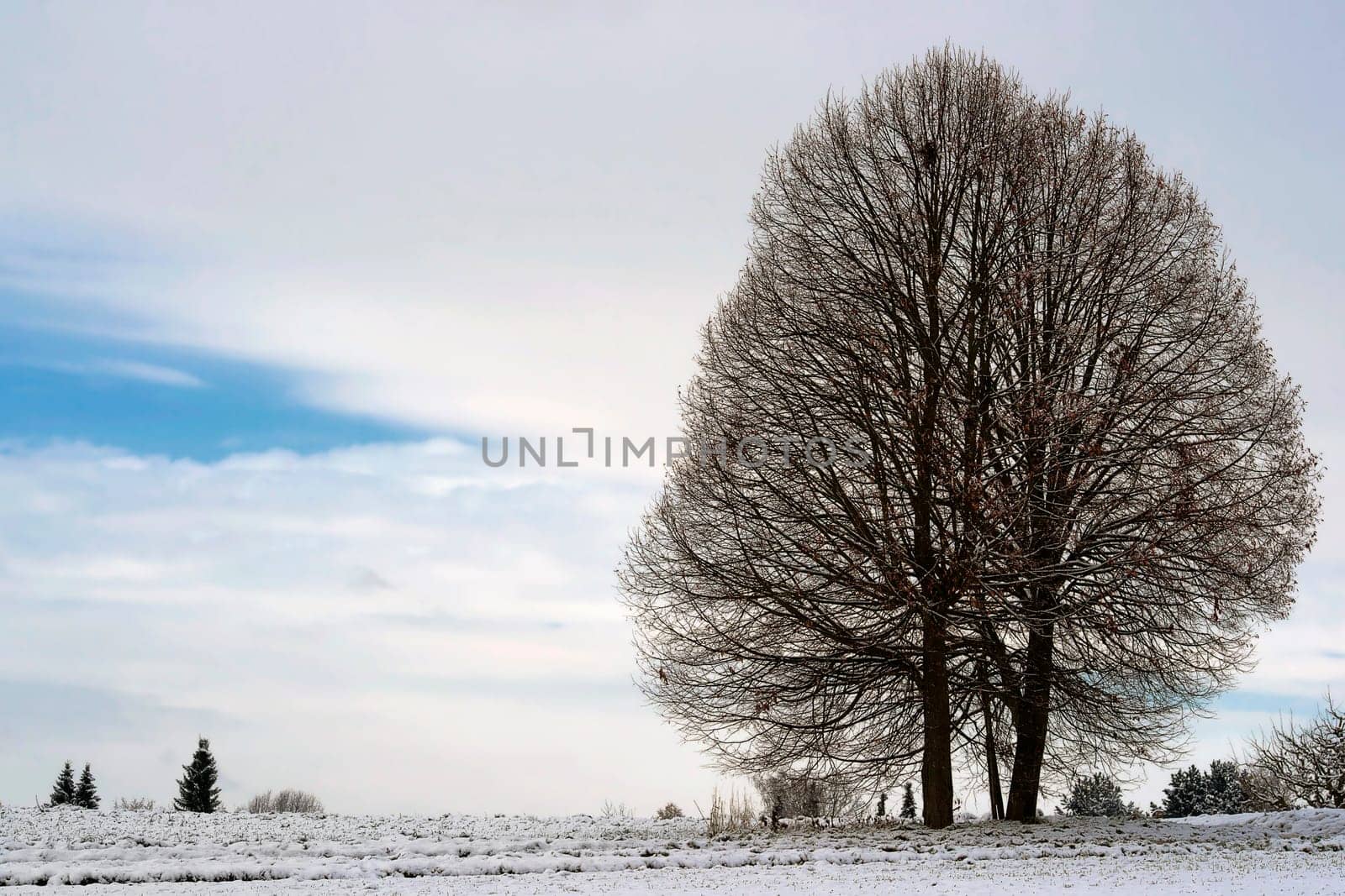 Twin Maple