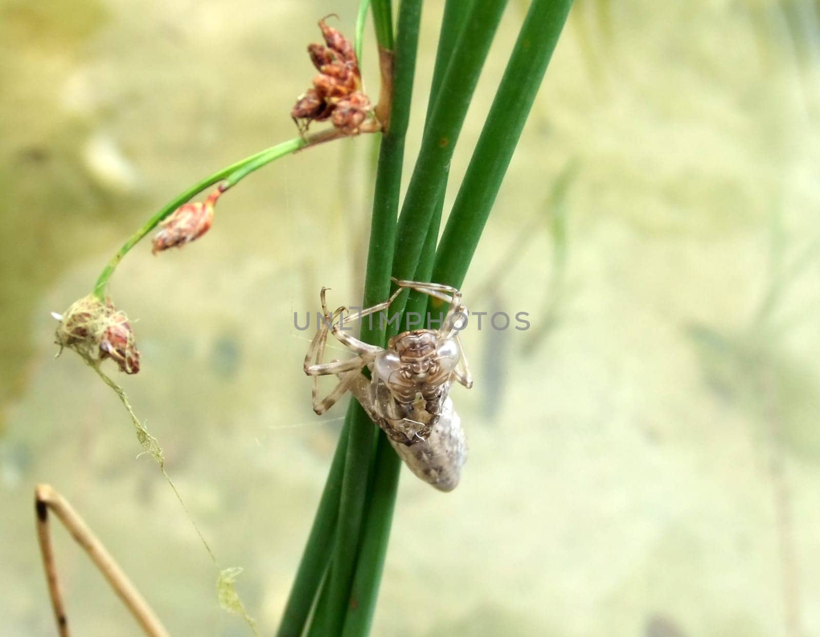 Larva of a dragonfly