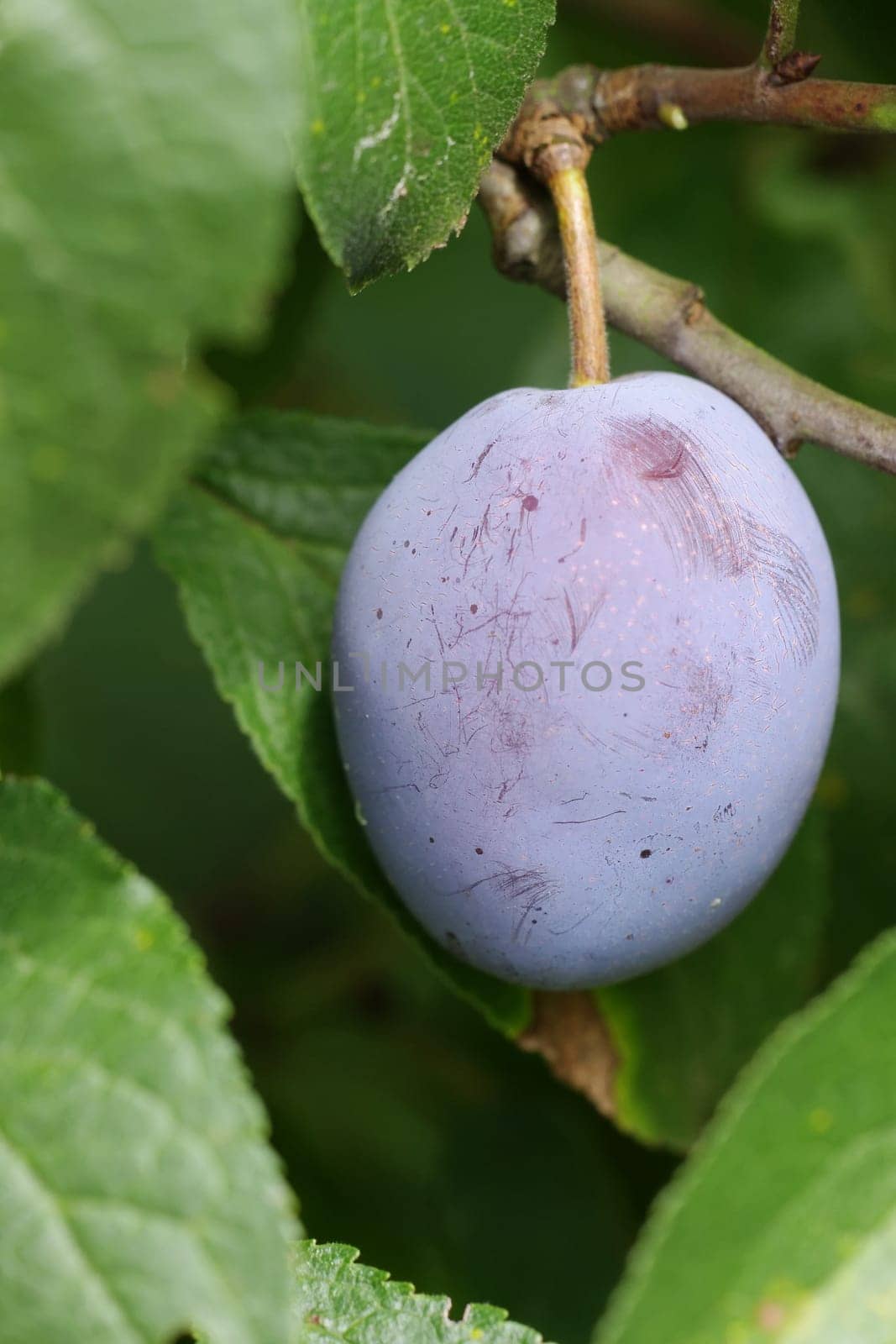 plum