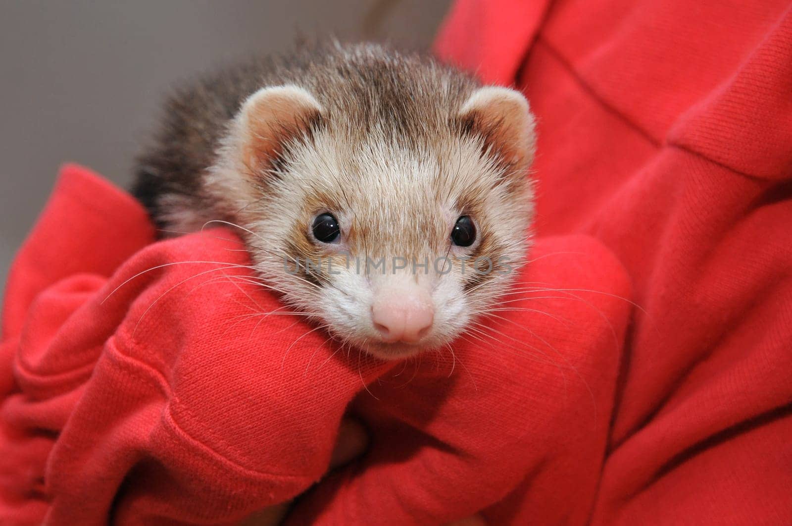 Woman with ferret