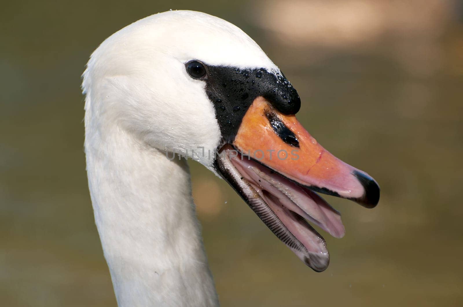 Swan,Portrait