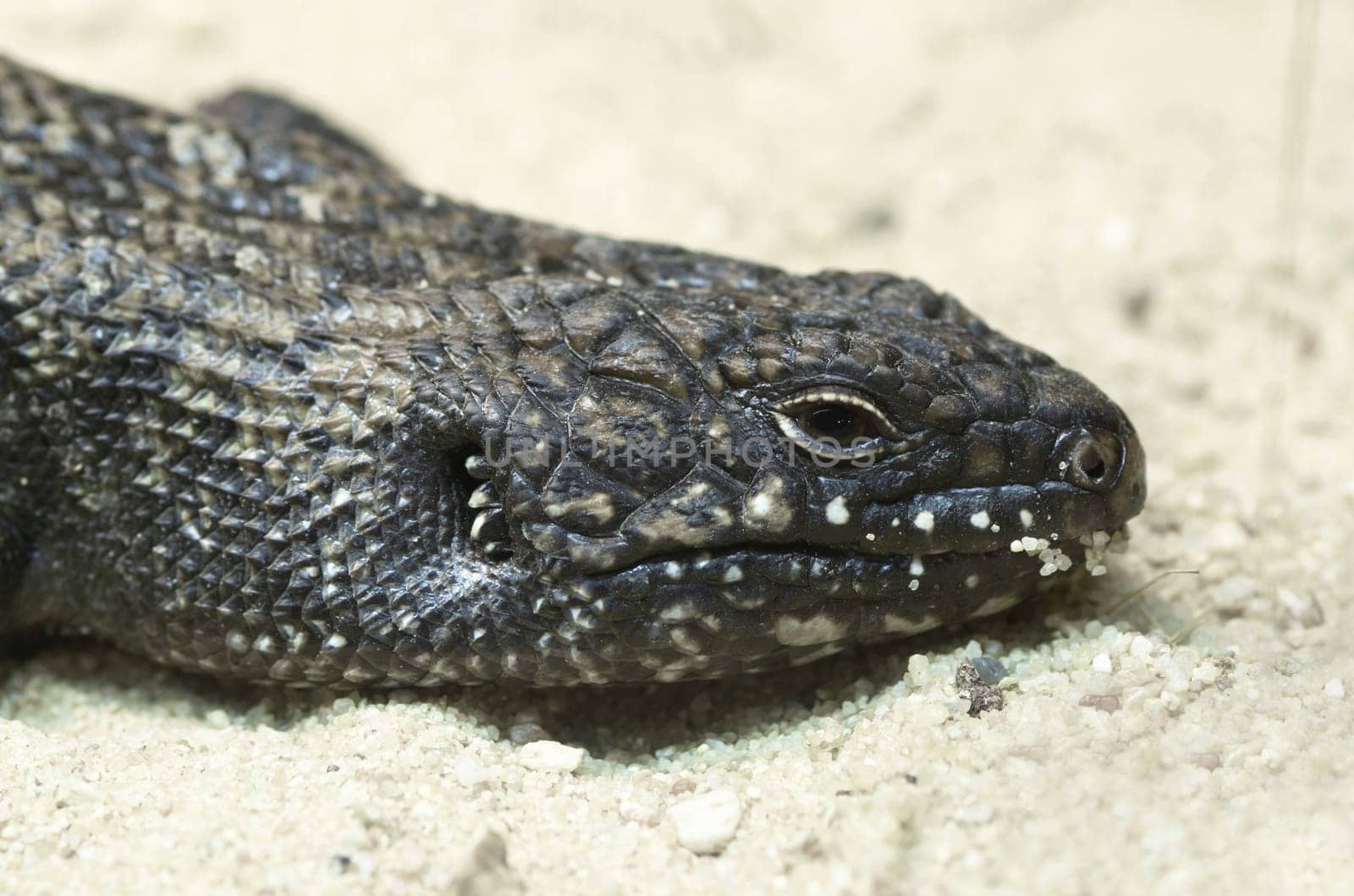 Cunningham's Spiked Skink