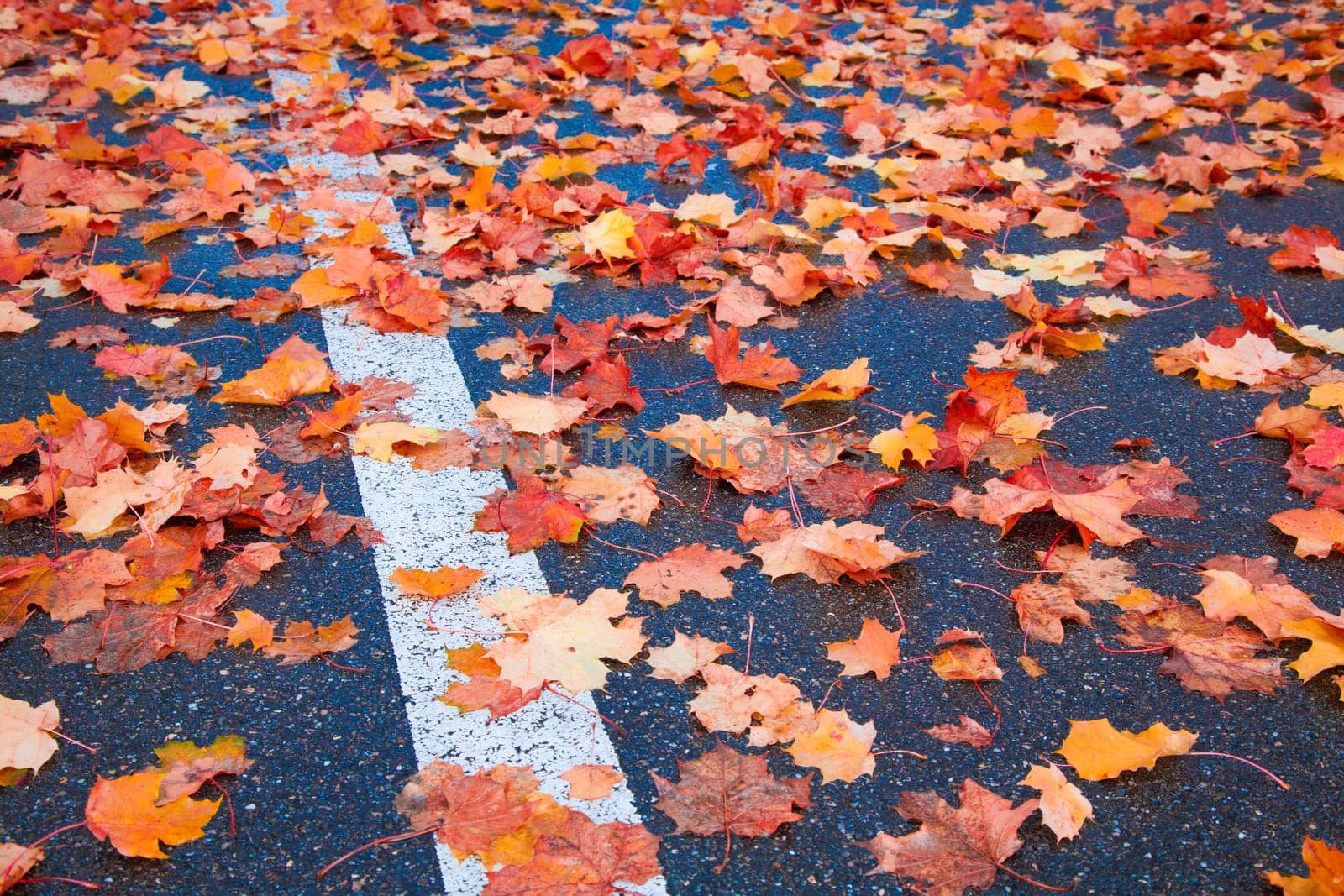 Leaves on the road