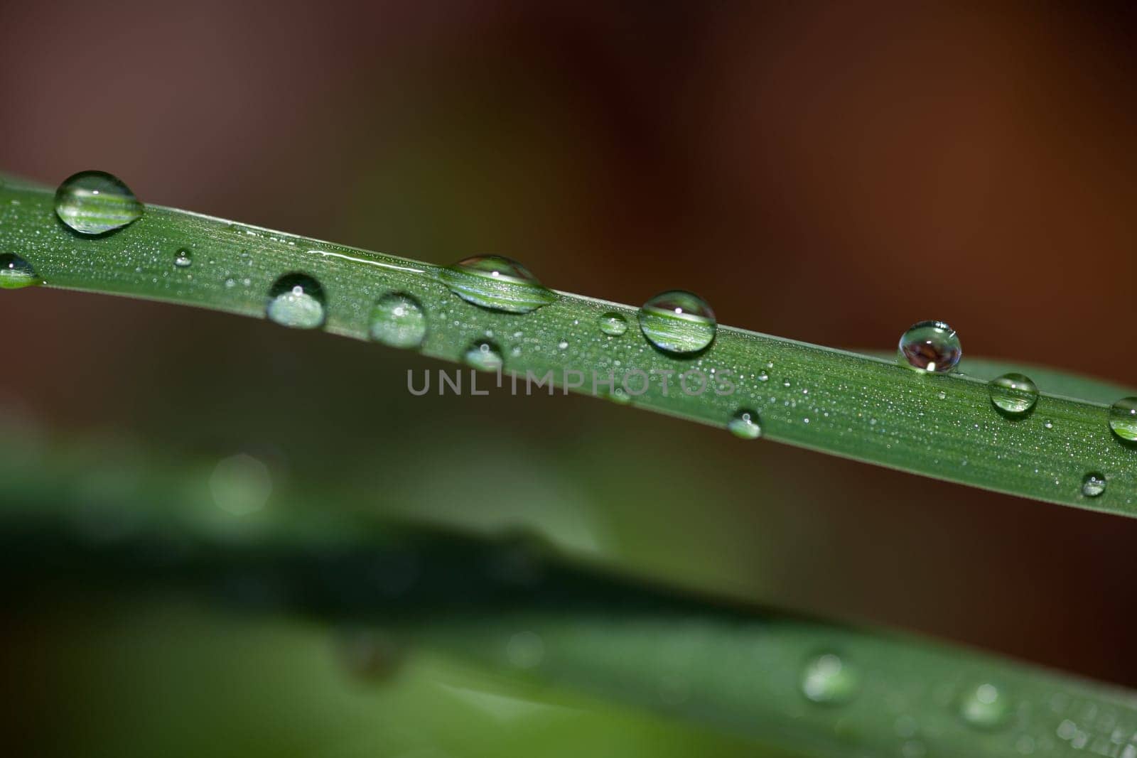 wet blade of grass