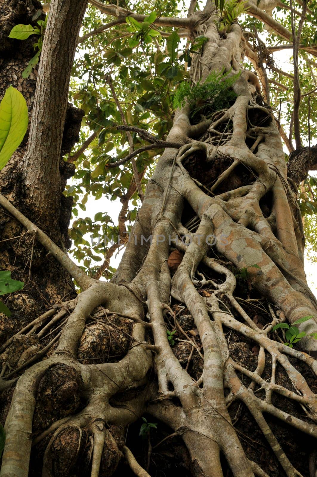The roots of a strangler fig have a stranglehold on their host tree. Sooner or later he will be dead!