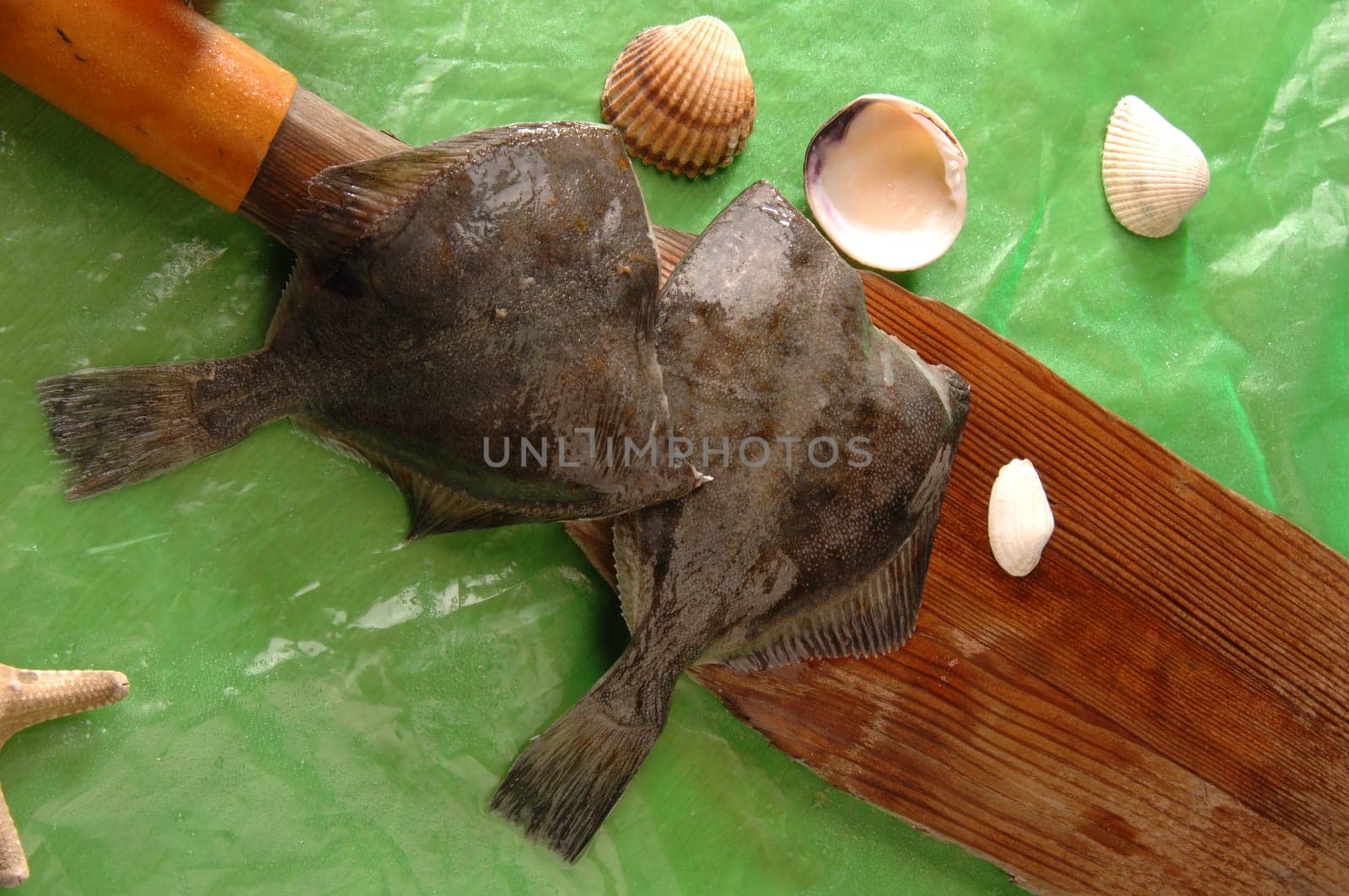 flounder