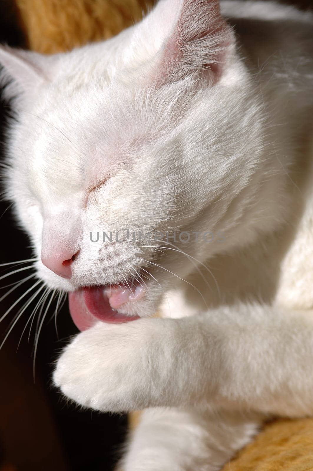 cats