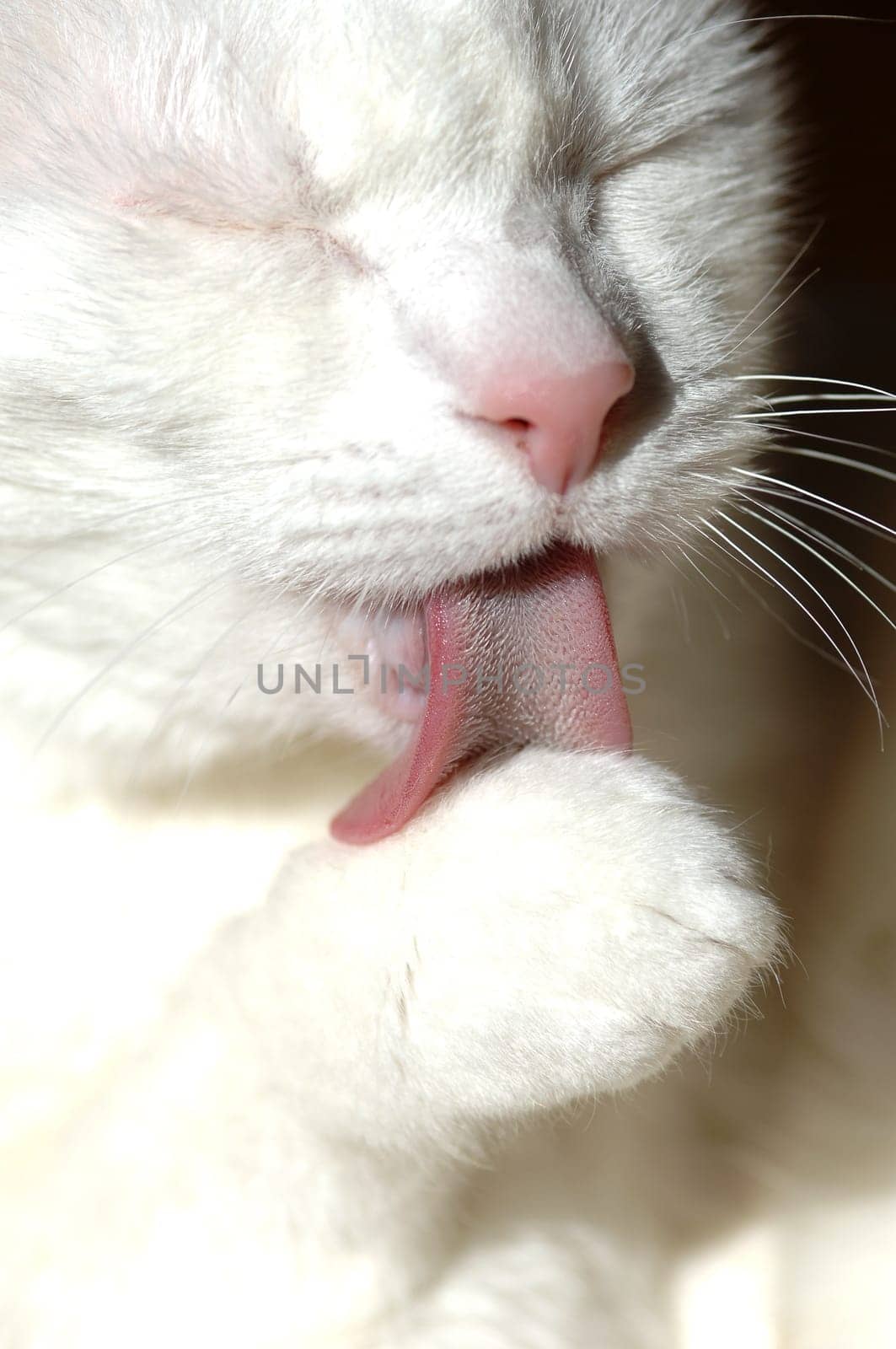 cats
