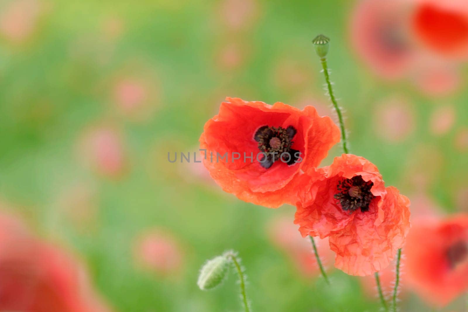poppies