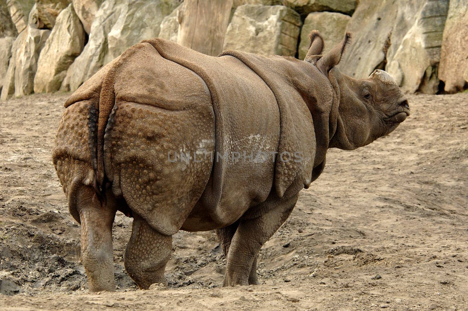 rhinoceros