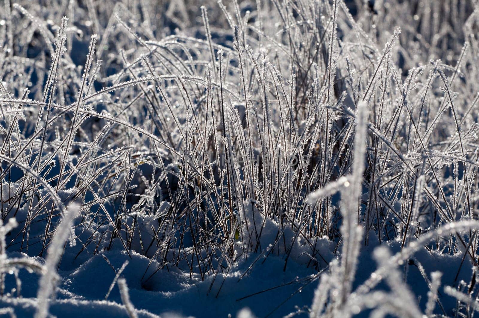 Grasses with ice crystals