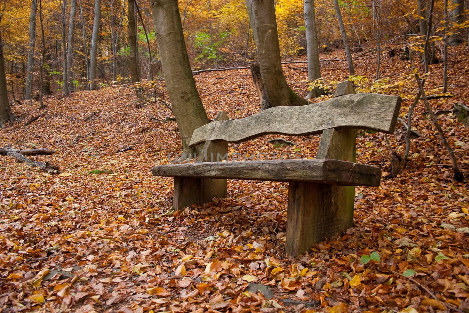 Park bench in autumnal forest