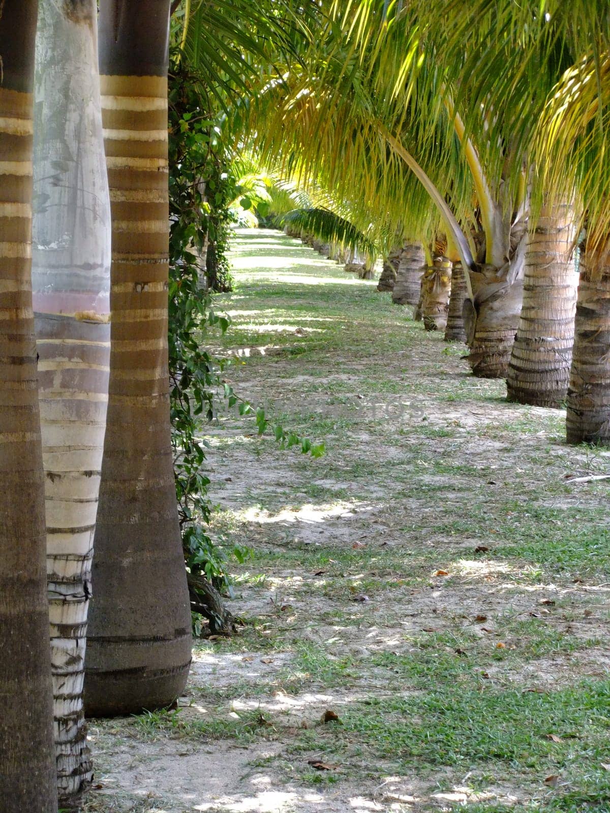Palm Tree Alley