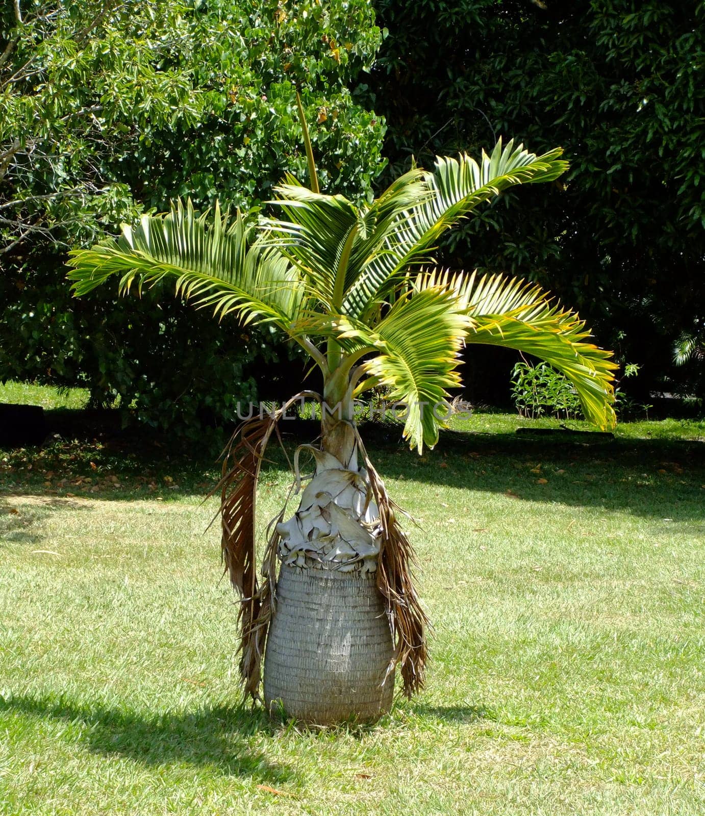 Bottle Palm