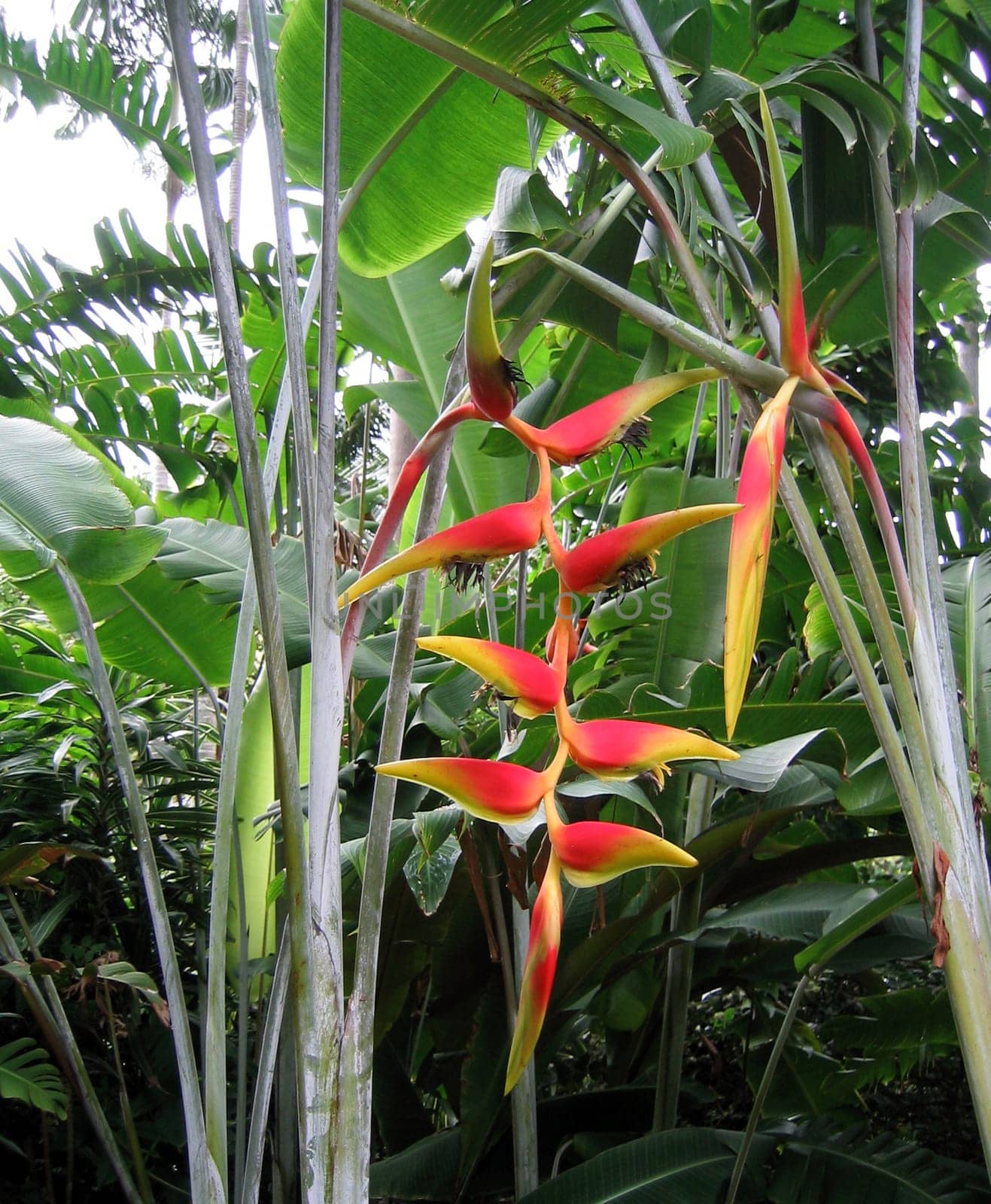 Hanging Heliconia