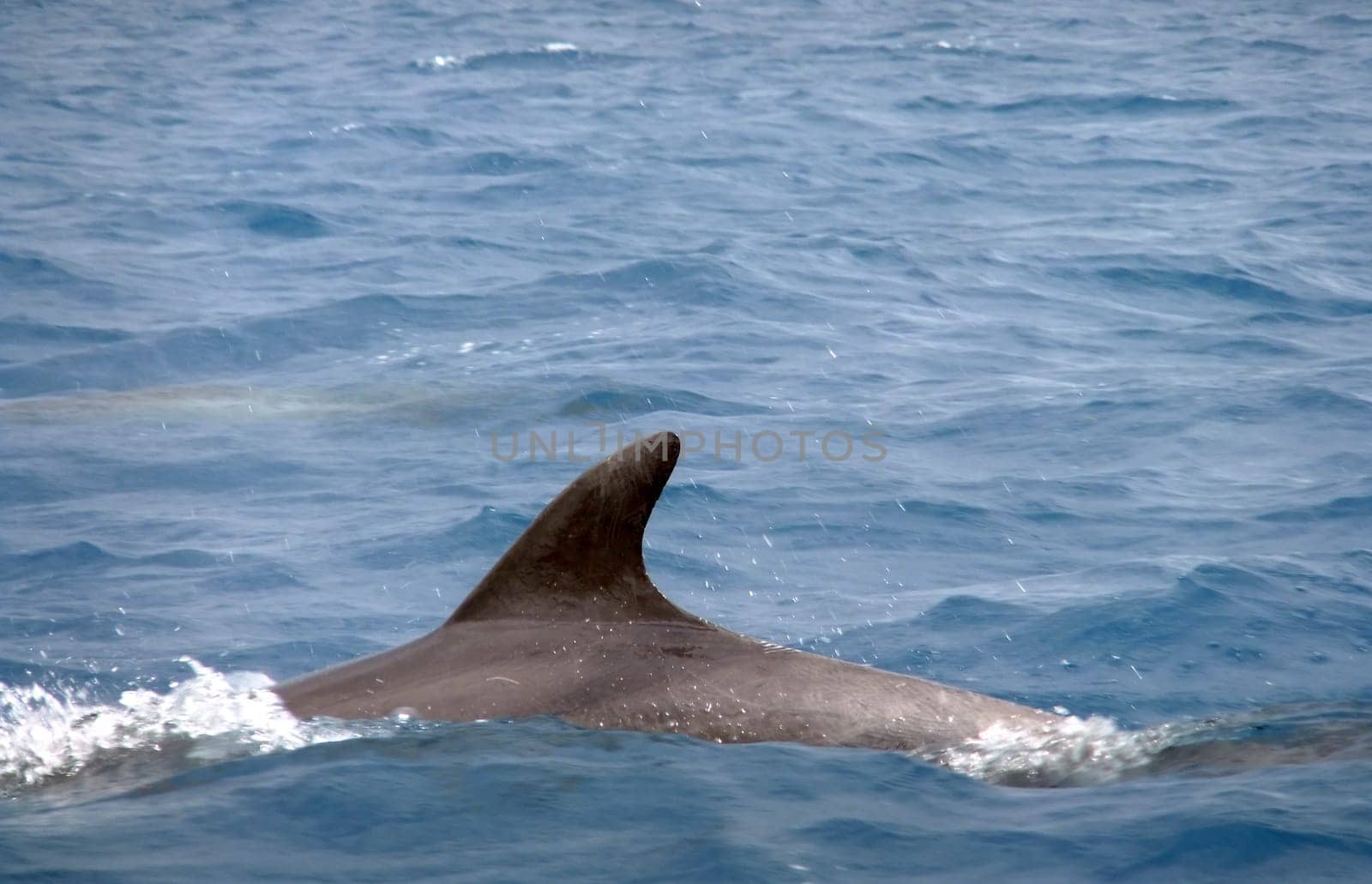 Dolphins