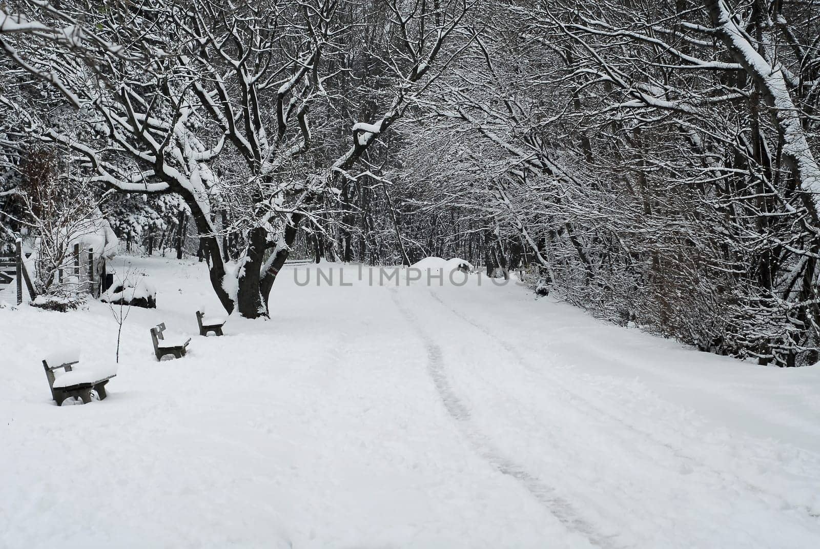 Snow on the Kahlenberg