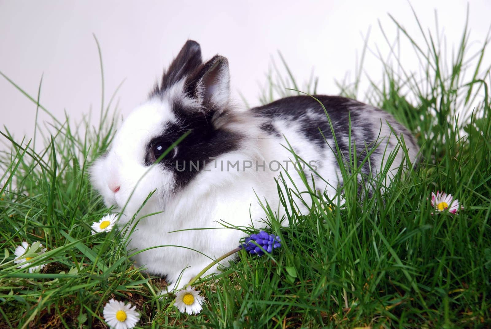 Lionhead Rabbit