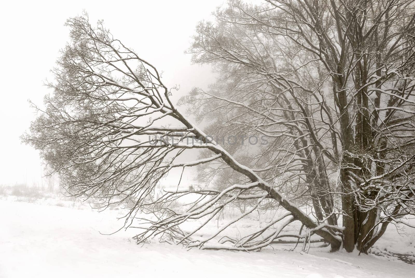 Meditative winter landscape