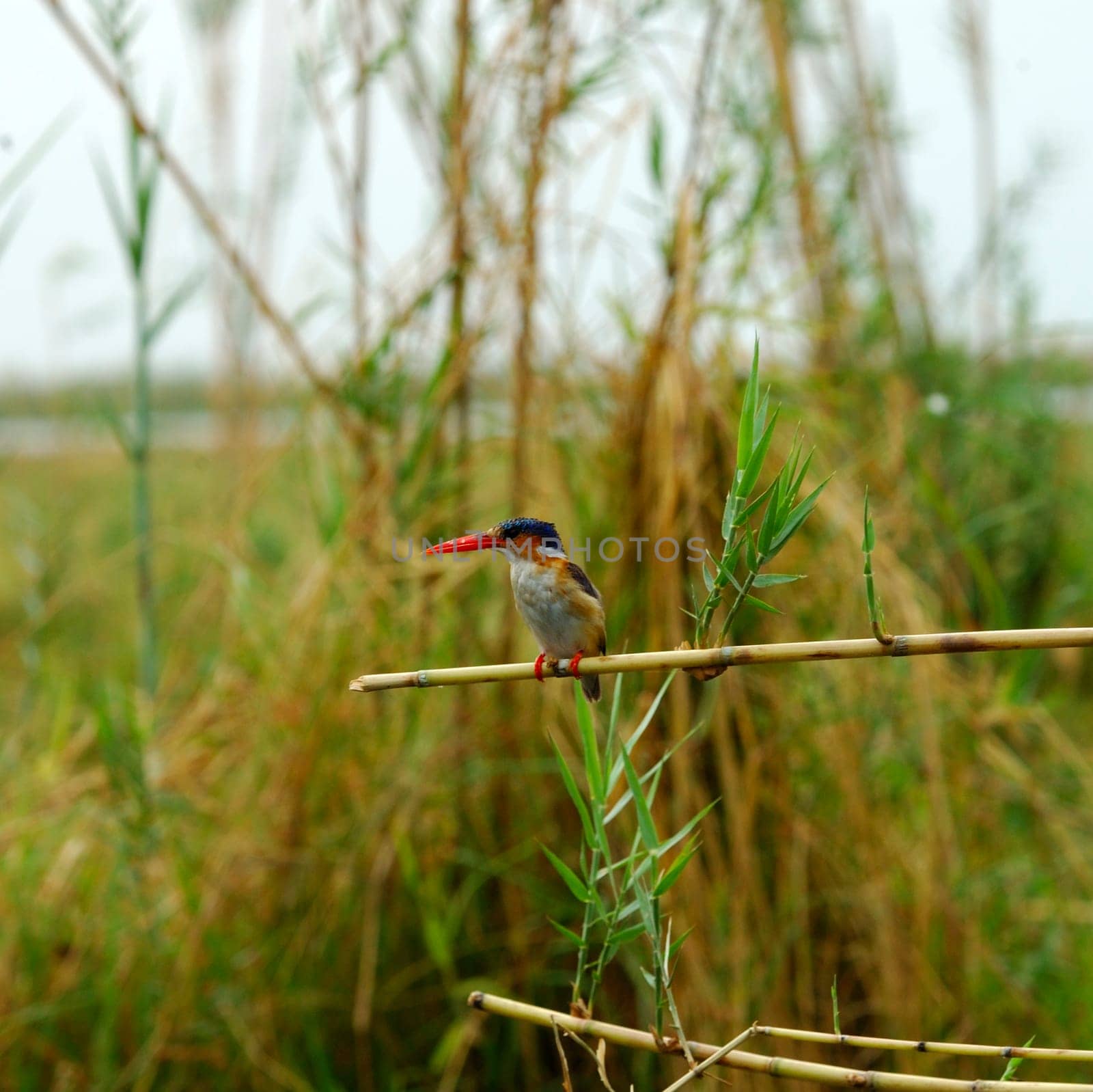 Malachite Kingfisher Alcedo cristata