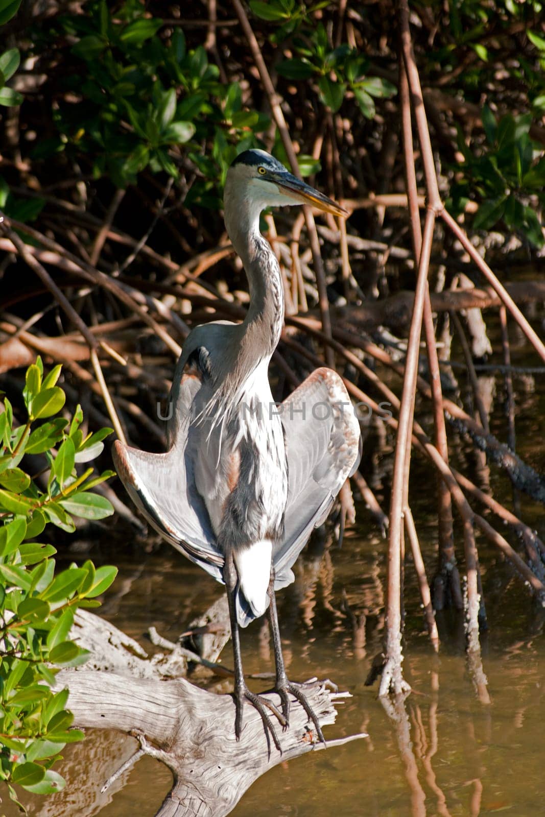 Great Blue Heron