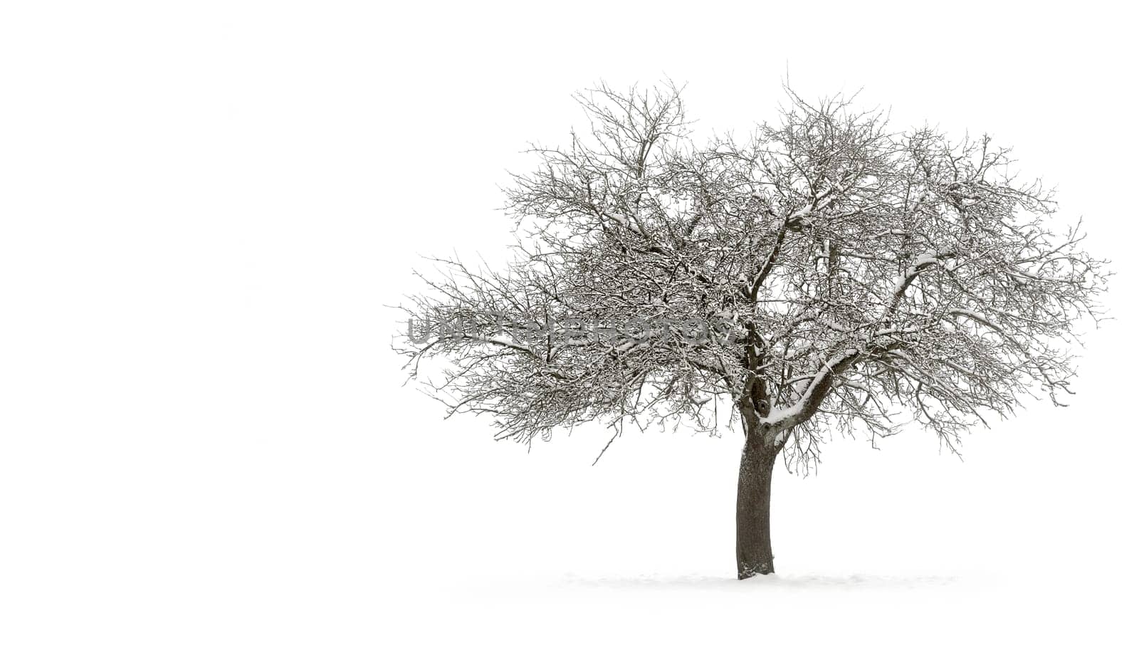 Snowy apple tree on pure white