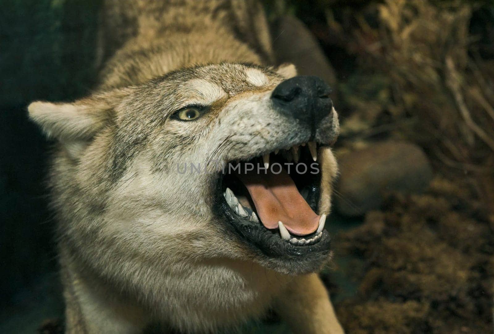 Stuffed wolf
