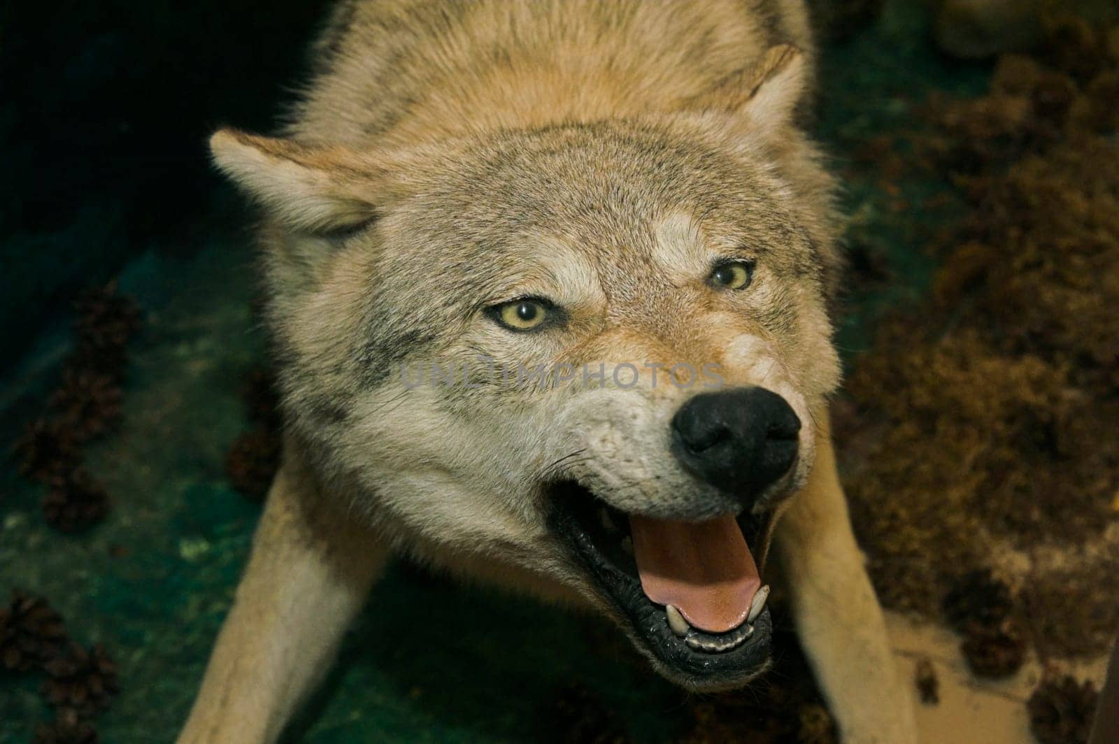 Stuffed wolf