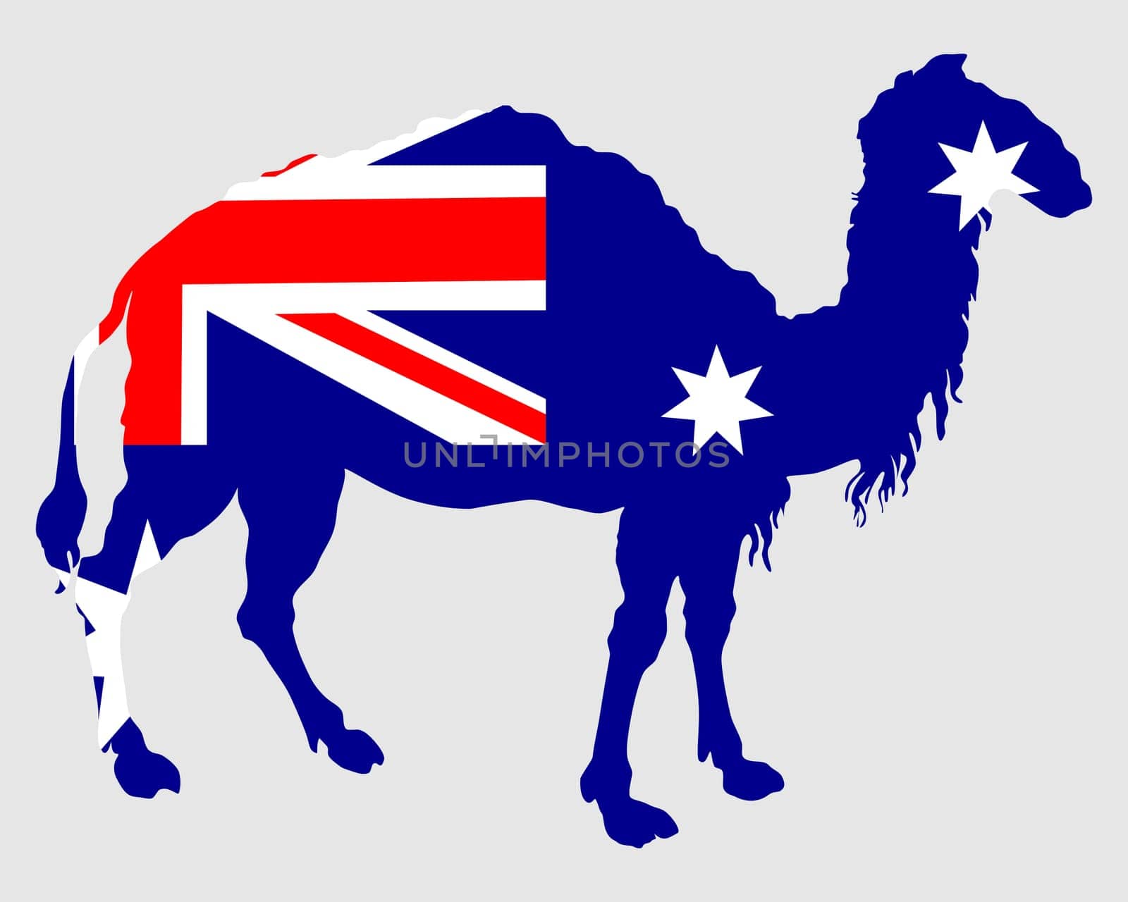 National flag of Australia with camel