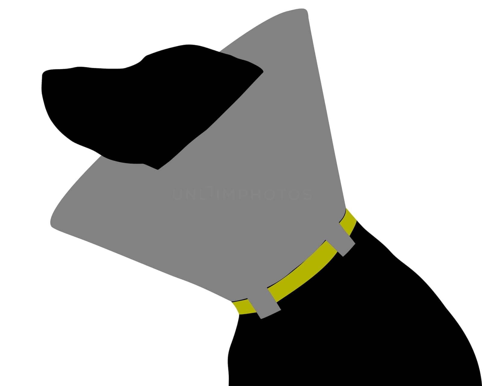 Dog with ruff