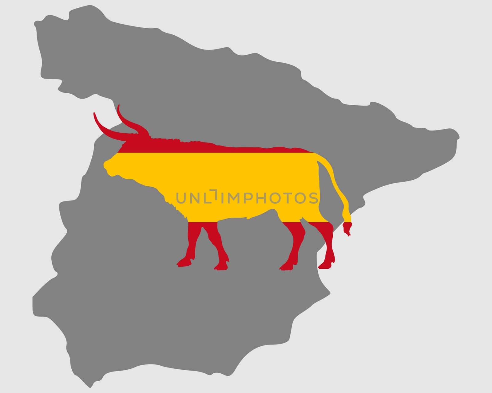 Spanish Bull