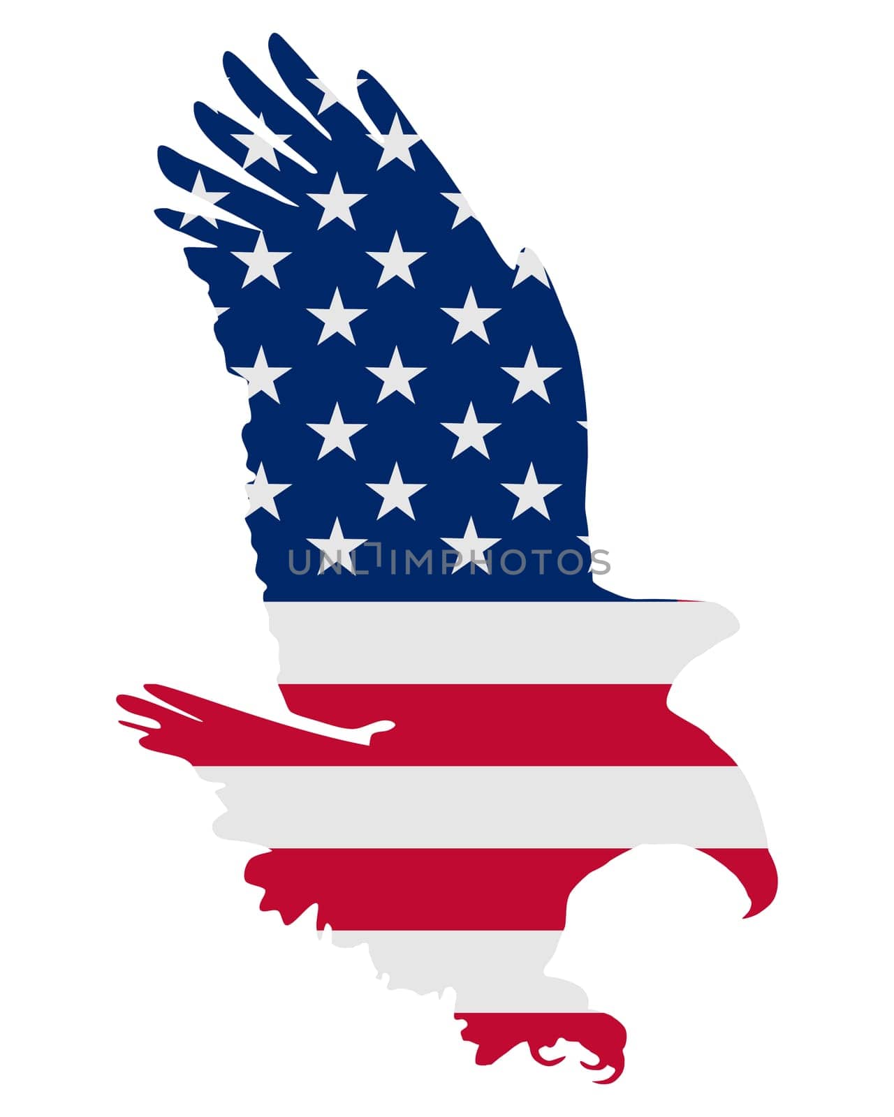 American bald eagle