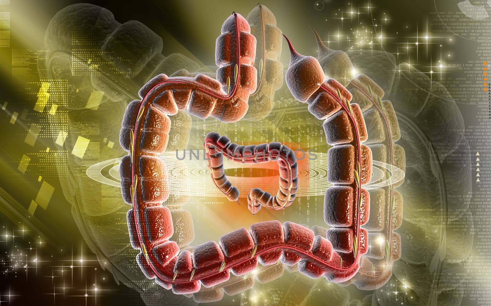 Large intestine