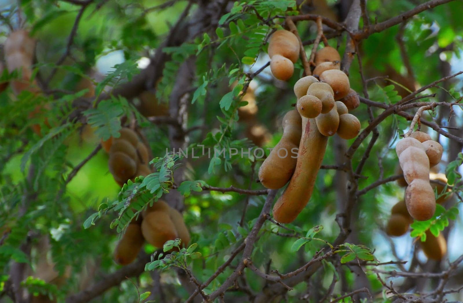 tamarind