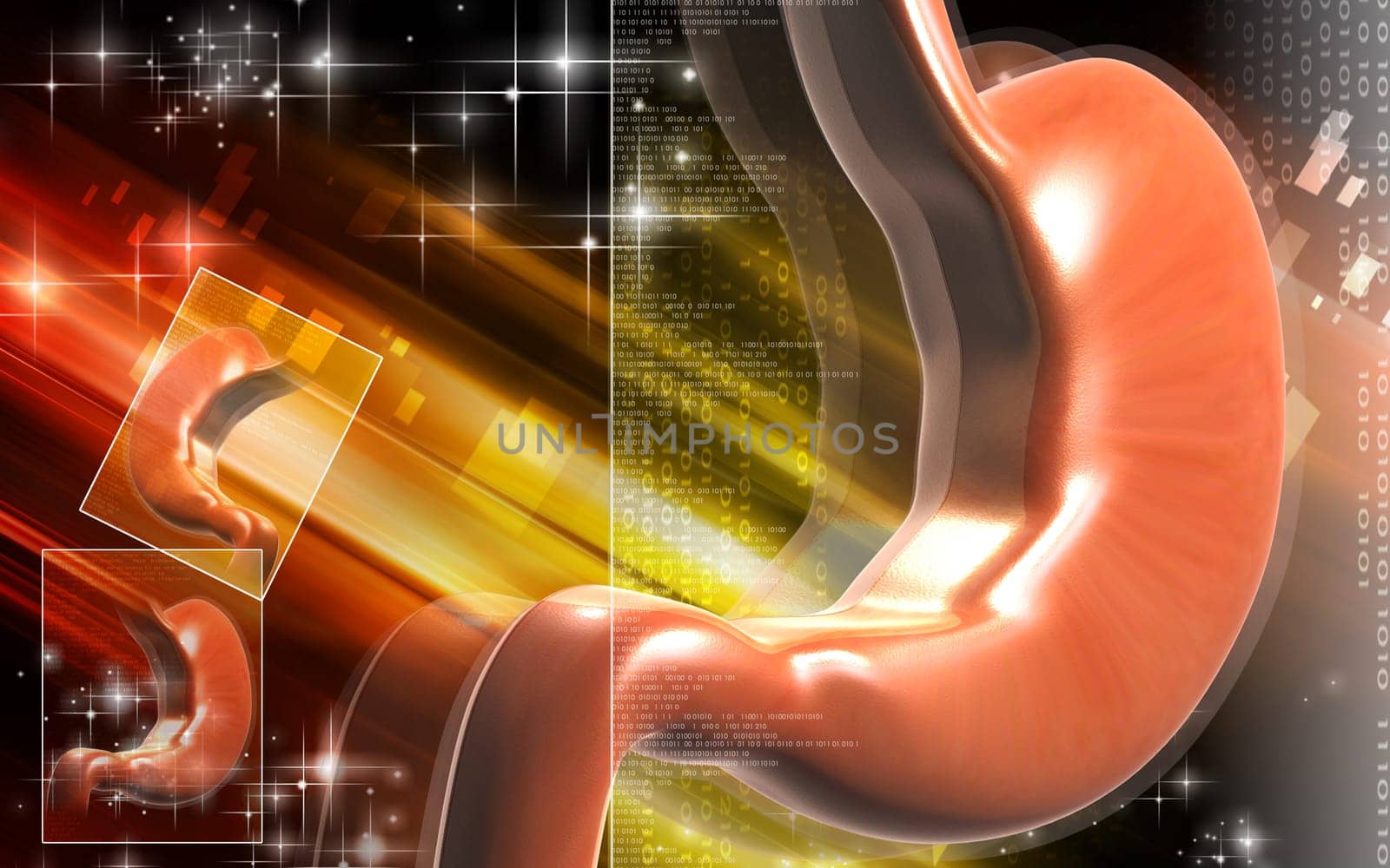 Stomach