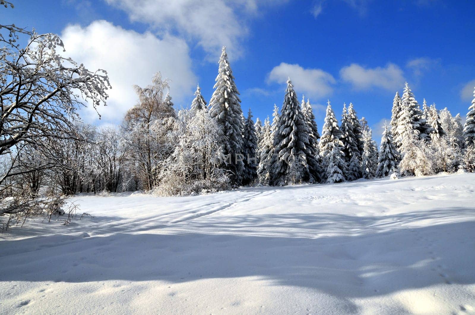 Winter Forest Snow