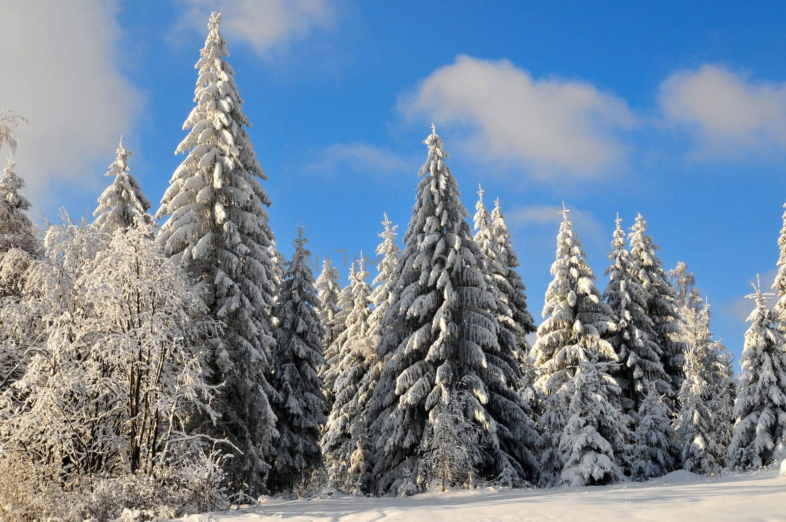 winter,snow,landscape,forest