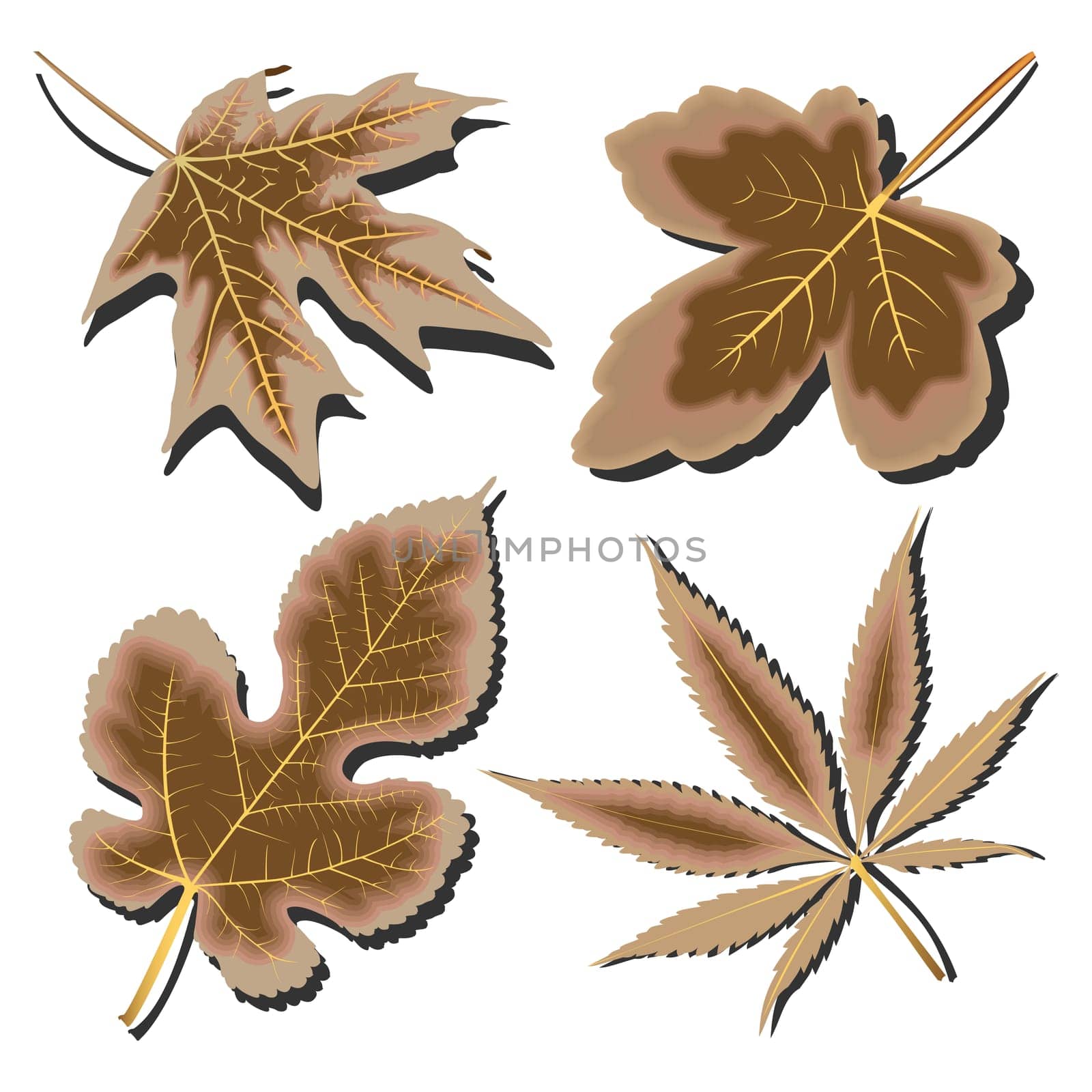 dry leaves collection against white