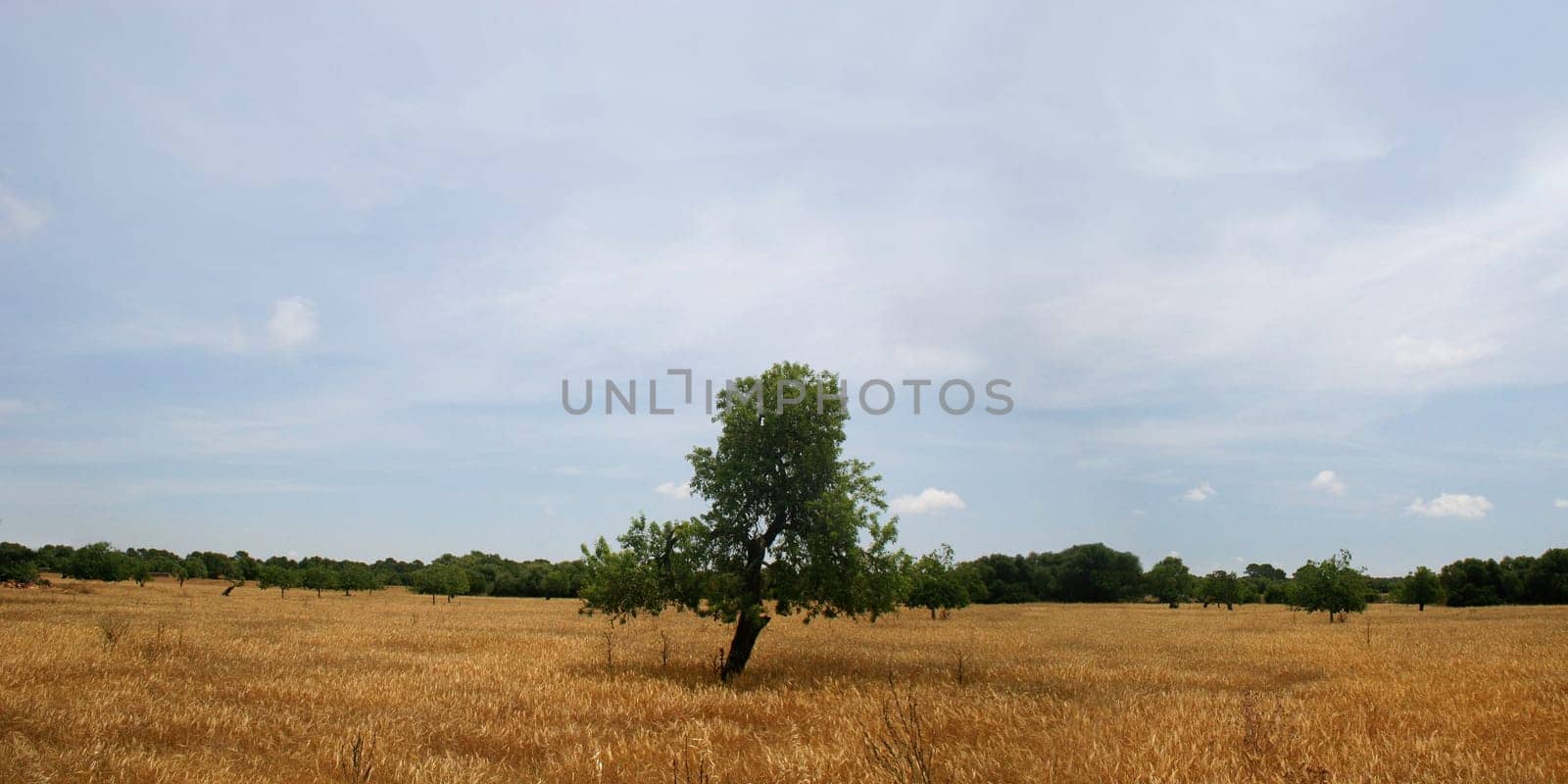 Mallorca wheat field with single tree
