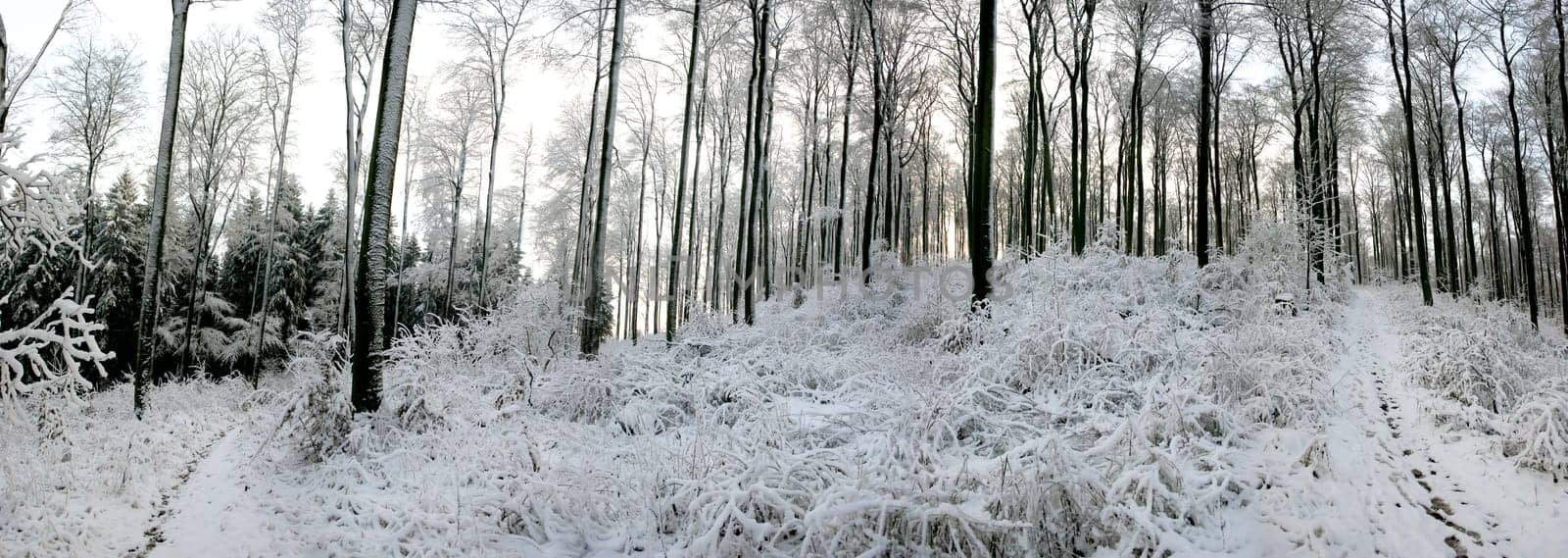 Winter panorama Kassel Habichtswald