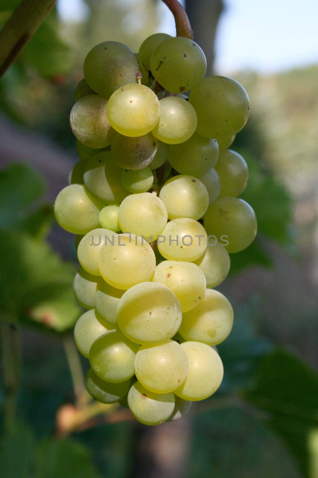Trauben  grapes