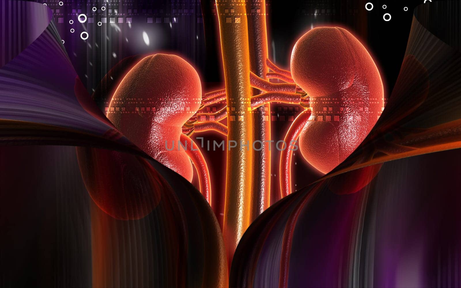 Kidney