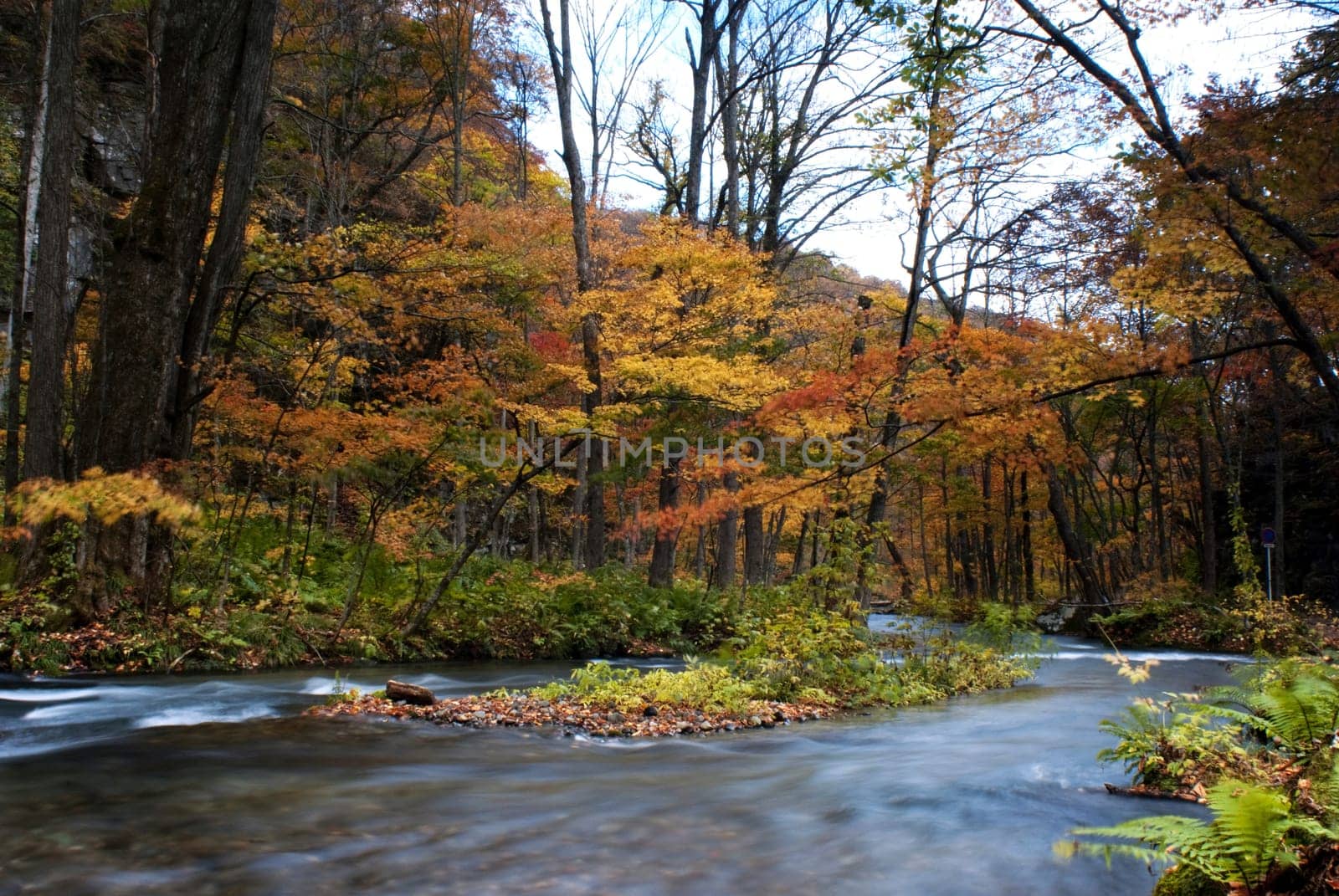 Fall of the maple season
