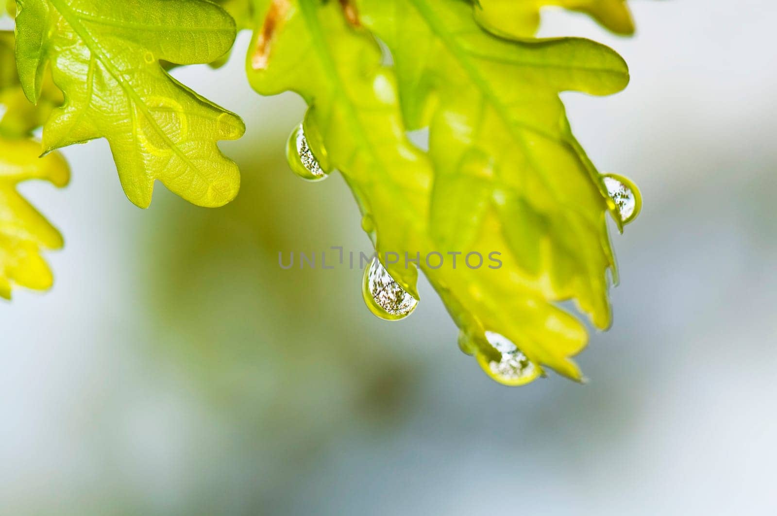 Young oak leaves in backlight