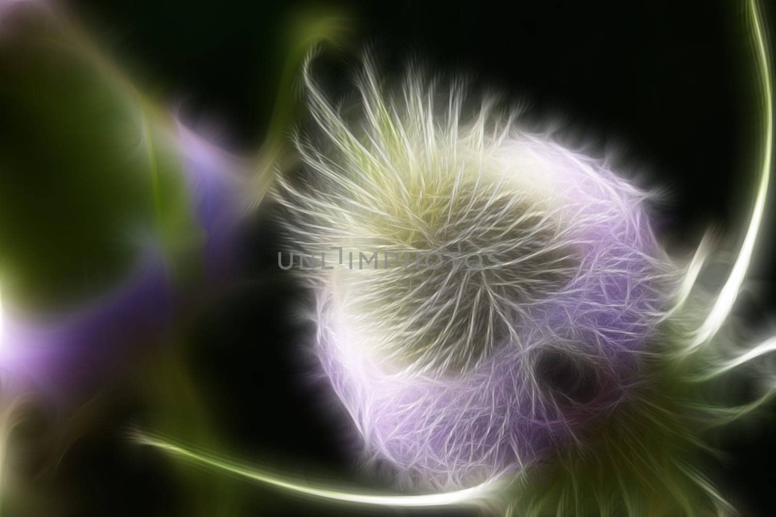Thistle