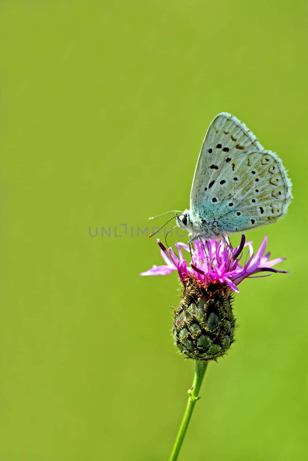 Polyommatus coridon on Centaurea jacea