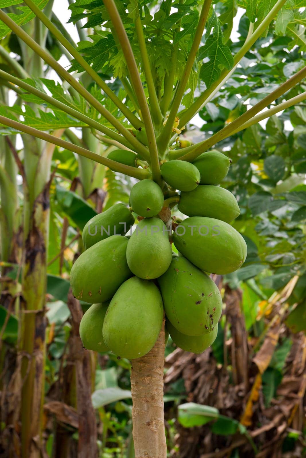 Papaya fruits on a tree in Thailand